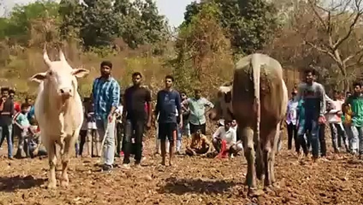 Bull fight