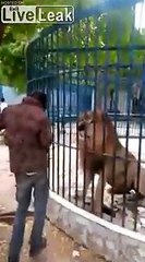 Il se fait croquer la main par un lion au Zoo !