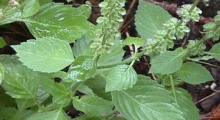 Dharam: Astrological connection with plants