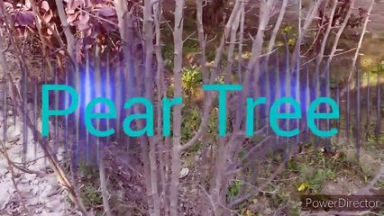 Pear Tree easy to grow