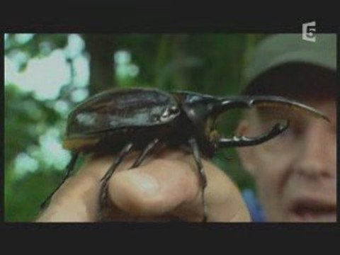 Les plus grands insectes au monde 2/3