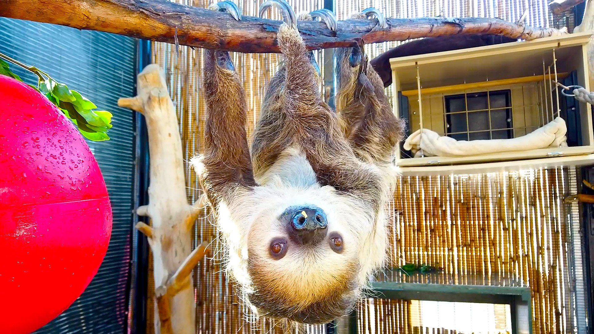 Meet Fernando the Famous Sloth at Phoenix Zoo