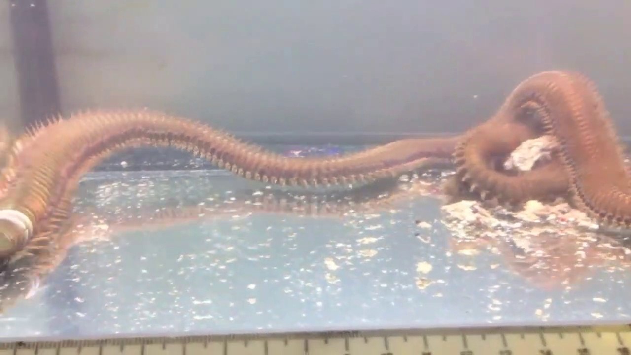 Ce ver marin est monstrueux : bobbit géant Eunice aphroditois