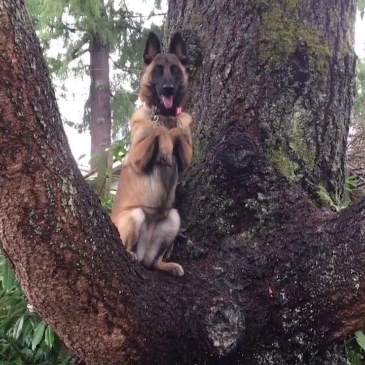 Ce chien se prend pour un écureuil