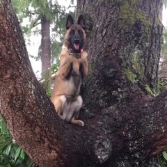 Ce chien se prend pour un écureuil