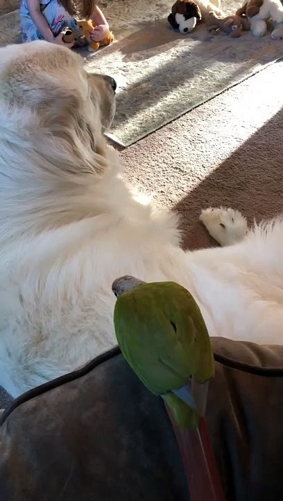 Green Cheeked-Parakeet Cuddles Great Pyrenees