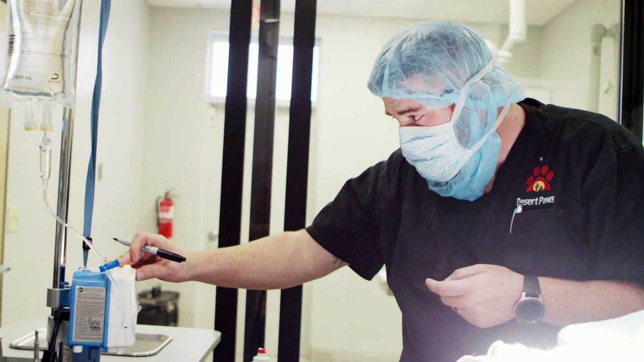 Dog & Cat Laser Therapy | Tucson, AZ | Desert Paws Mobile Veterinary Care