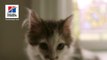 Kitten - Supervet Clinica veterinara non stop Bucuresti (partener Hills)