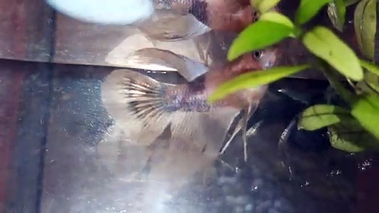 Peixe Betta
