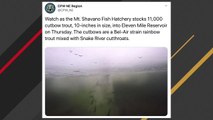 Video Of 11,000 Fish Getting Stocked In Reservoir Is Oddly Satisfying