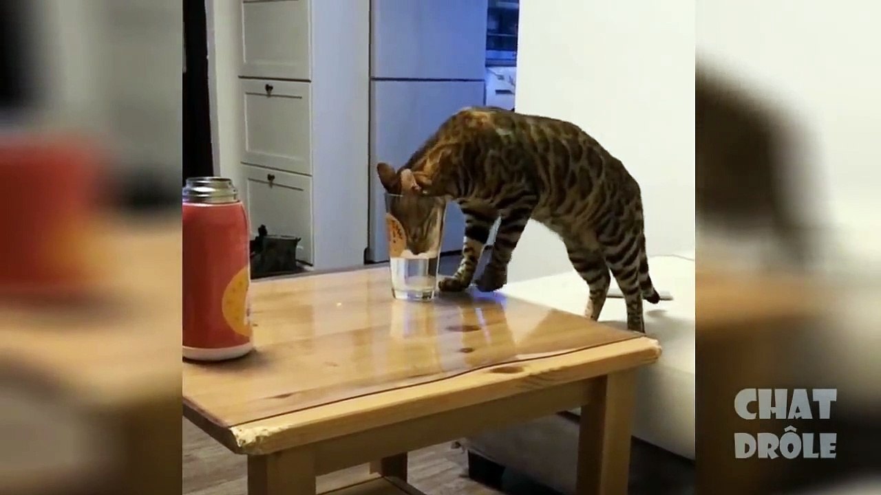 Essayer De Ne Pas Rire ✪ Vidéo De Chat À Mourir De Rire #1