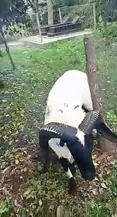 INDONESIAN NATIVE SHEEP