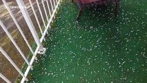 Freak hailstorm hits Vancouver Island in Canada