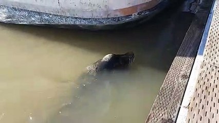 sea lion pulls a girl into the water Funny Video