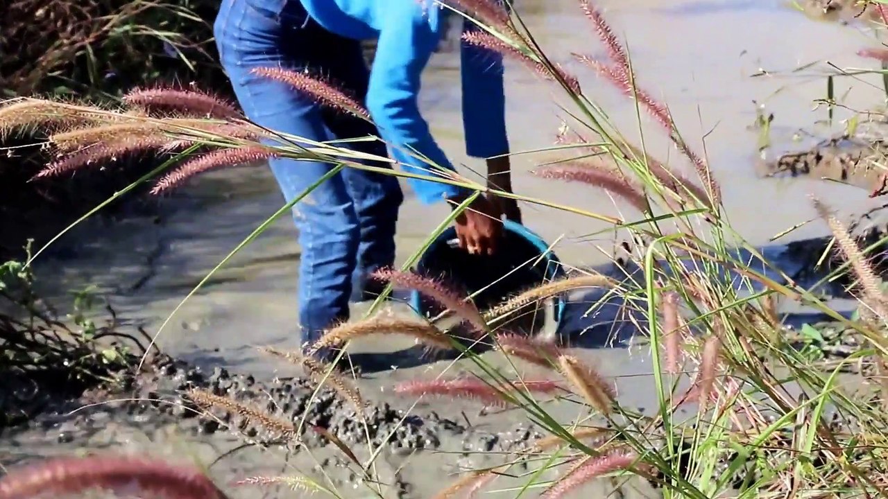 Amazing Hand Fishing In Battambang Traditional Fishing (part 018)