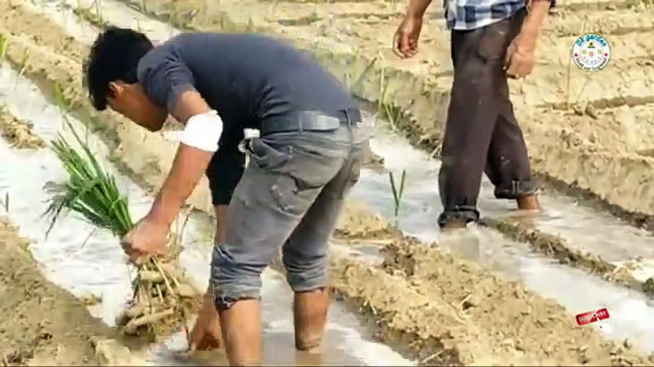 गन्ने_की_रोपाई,गन्ने_की_रोपाई_करके_किसान_भाई_रोग_रहित_गन्ने_की_उपज_ले_सकते_हैं।(360p)