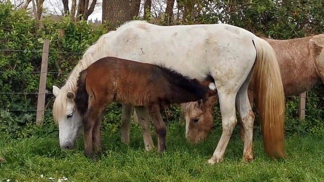 Saint-Laurent d'Aigouze : la manade Fourmaud mène ses juments à travers les prés jusqu'à Aimargues pour la roussataio