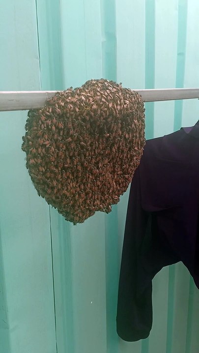 Beehive Buzzes With Activity