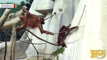 Watch Orangutan Use Stick As Tool To Reach Peanut Butter