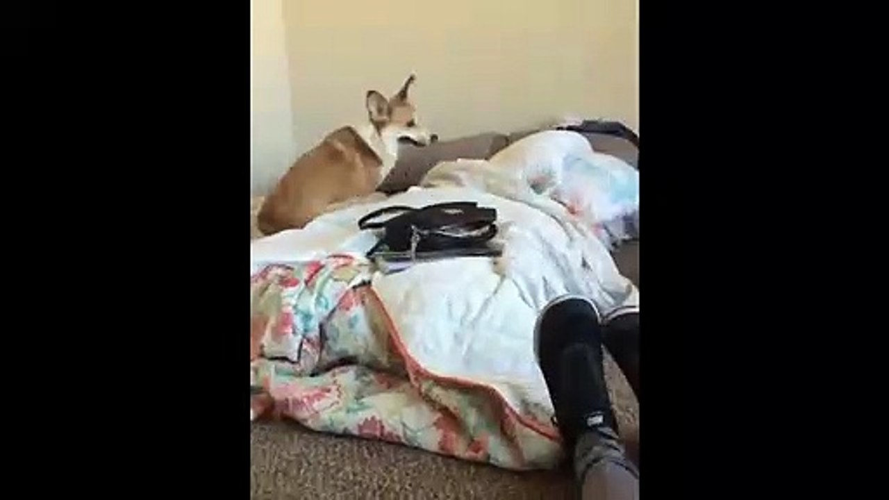 This Corgi Failed Really Hard