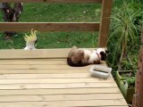 Un perroquet vient embêter un chat... Même pas peur