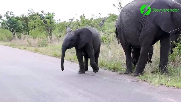 Cet éléphanteau découvre qu'il a une trompe et c'est trop drôle