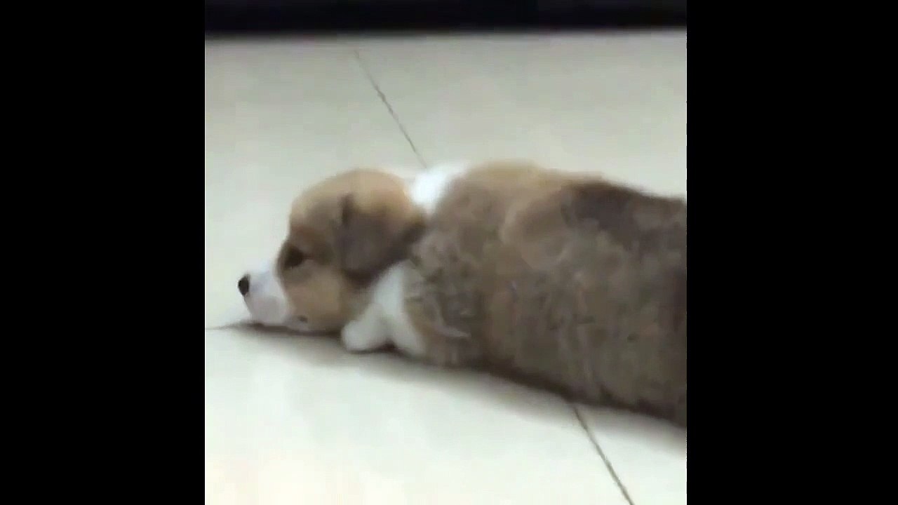 This Little Puppy Need An Urgent Break