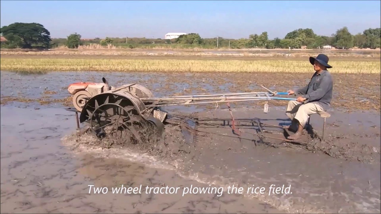 Rice cultivation in Bangkok, Thailand