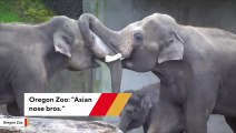 'Nose Bros' Elephants Play With Each Other In Adorable Video