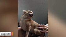 No One Can Dare Stop Massaging This Zen Dog