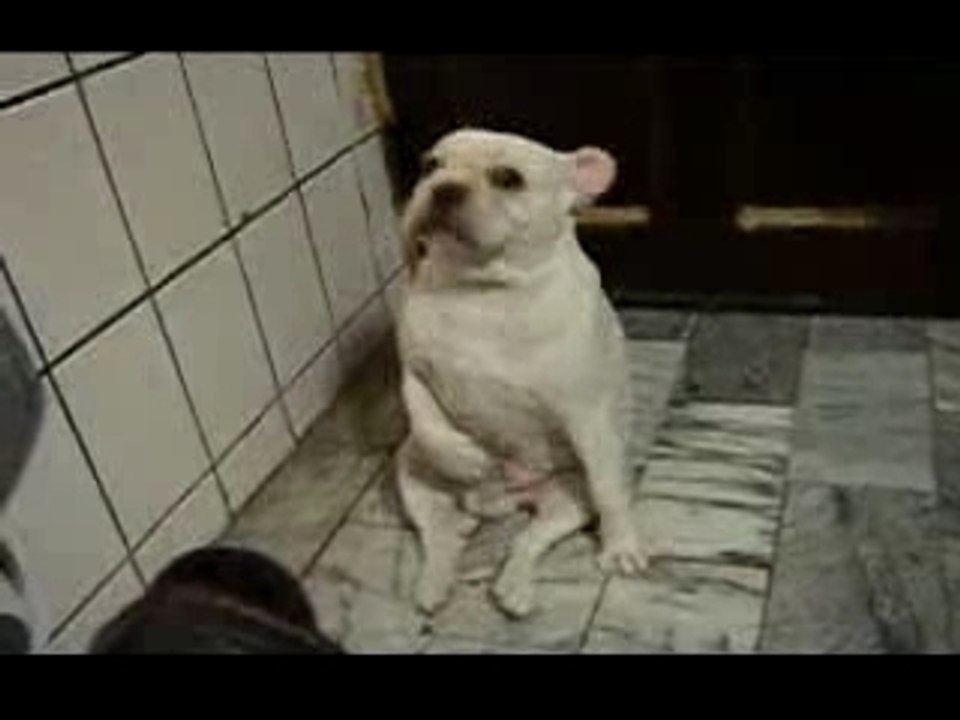 Petit bulldog qui danse