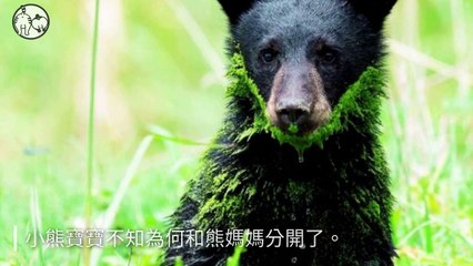 CollectionVideo-petmao_curation-petsmao.nownews|petmao_curation_mobile-copy1-PetsMaoParser-2020/03/02-09:30