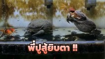 ยอมแพ้ไม่เป็นว่ะ !! เปิดนาที ปู ยืนหยัดสู้ขาดใจ หลังตกเป็นเหยื่อกบยักษ์