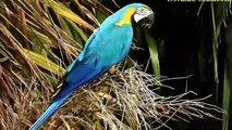 Blue macaw, red macaw, extinct blue macaw, singing macaw, blue macaws
