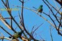 Exotic Birds, Birds of the Brazilian fauna, Birdsong, Brazilian Birds