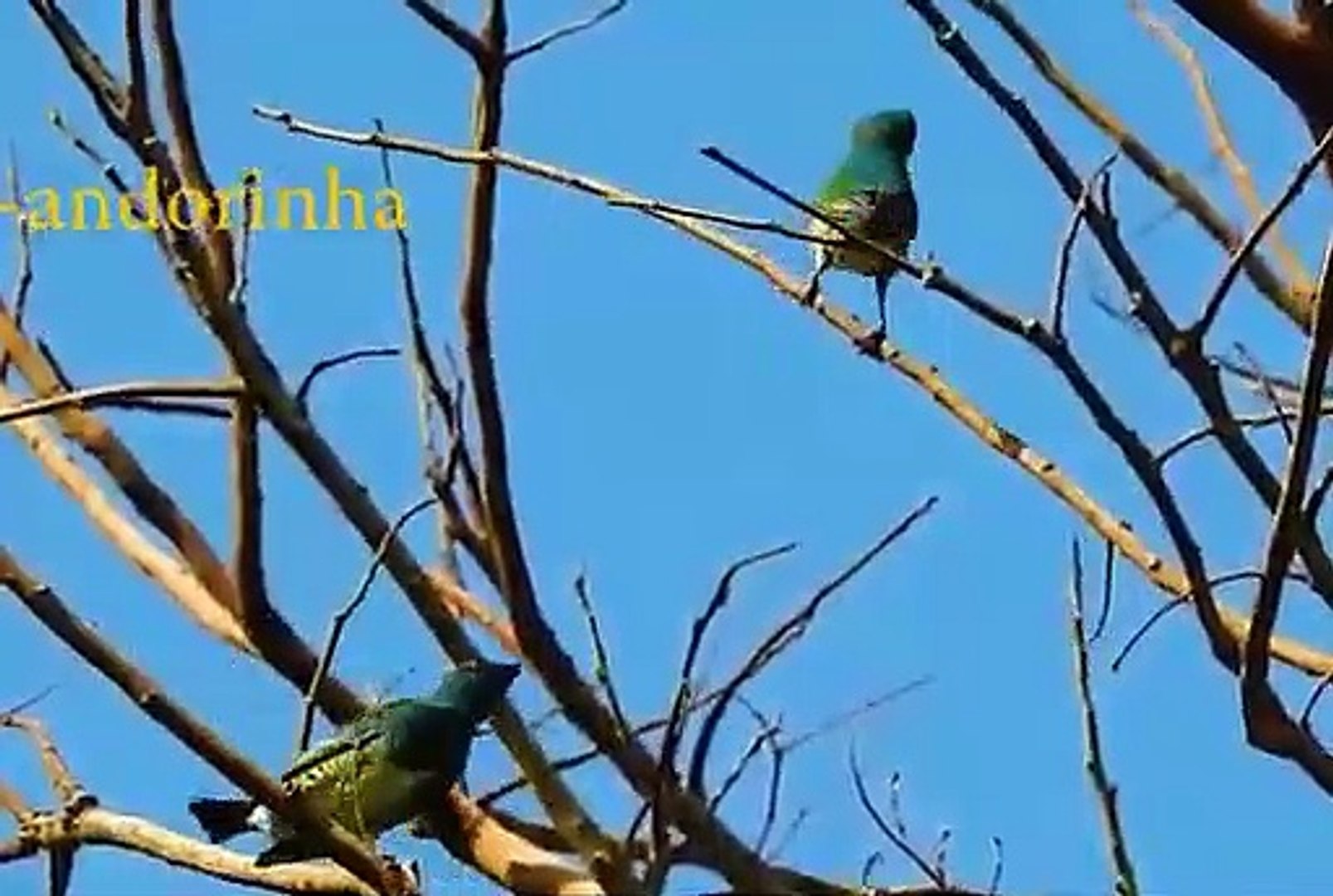 Exotic Birds, Birds of the Brazilian fauna, Birdsong, Brazilian Birds