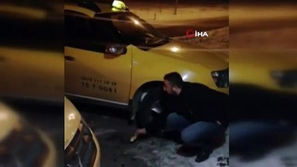 Aç kaldığı için şehre inen tilkiyi taksiciler besledi