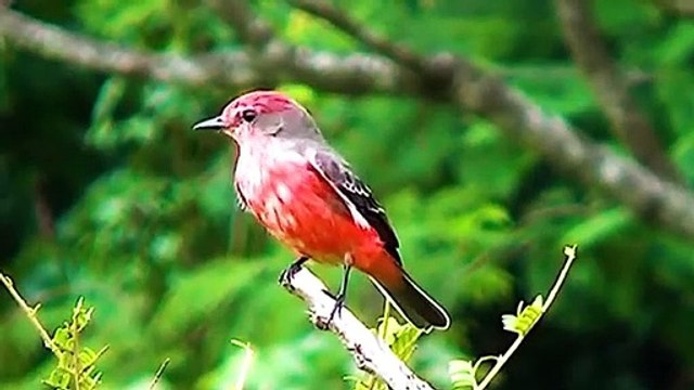 Exotic birds, Brazilian Birds, Birds of Brazil