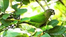 Natural beauties, Spectacles of Brazilian fauna, singing bird, bird song