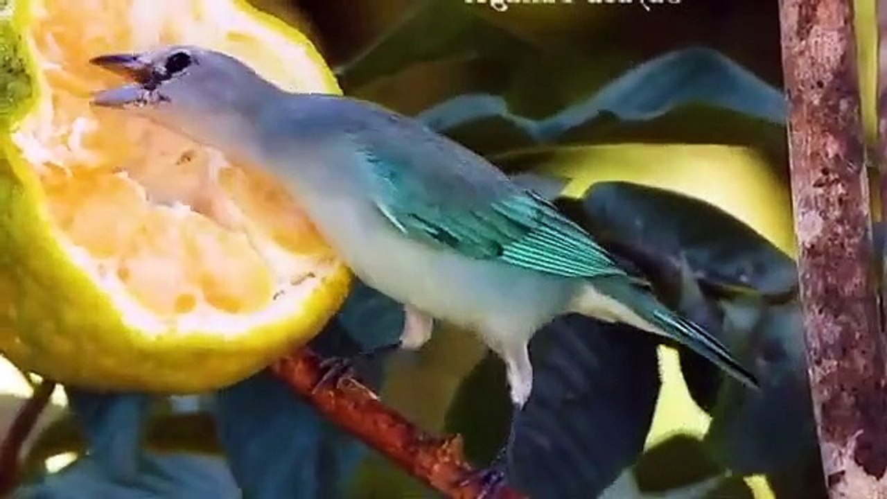 Free birds in the wild - wild birds