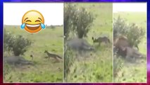 Viral Video : A Naughty Fox Fearless Prank On Sleeping Lion