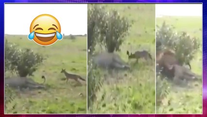 Viral Video : A Naughty Fox Fearless Prank On Sleeping Lion