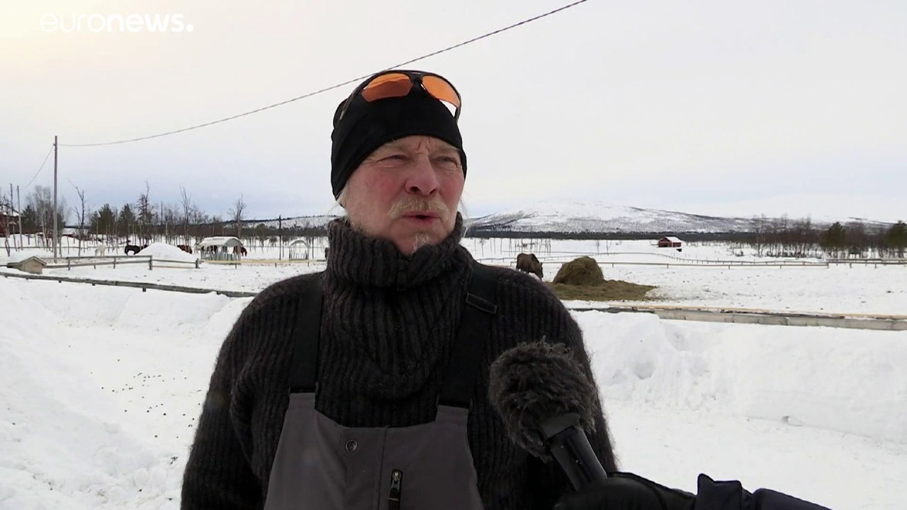 Schweden: hungrige elche versinken im schnee