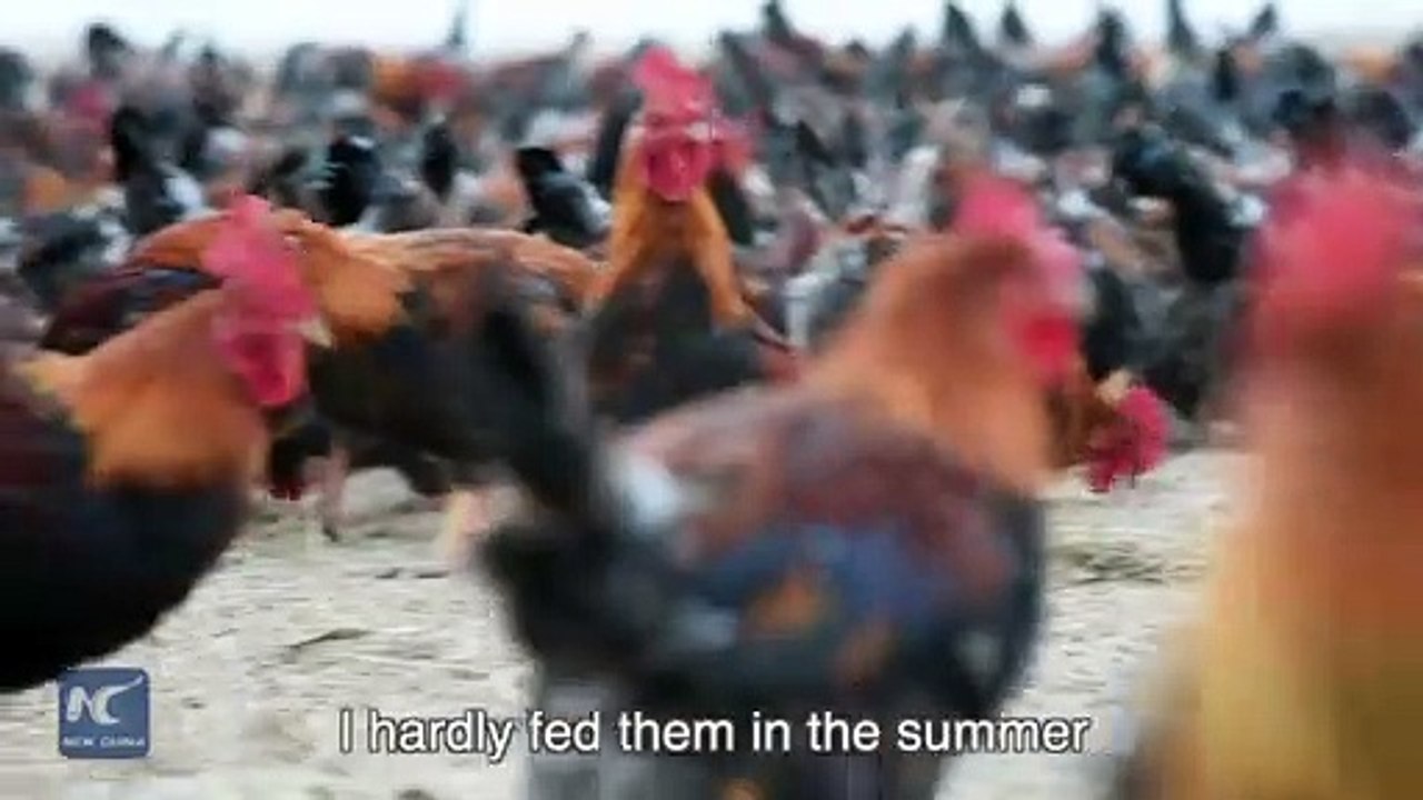 Chinese farmer and his 70,000 chickens become online celebrities