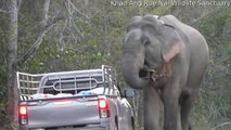 Elephant Ransacks Truck Bed