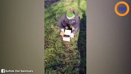 Cette chouette obèse a été relâchée dans la nature après un petit régime