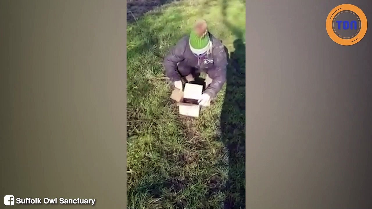 Cette chouette obèse a été relâchée dans la nature après un petit régime