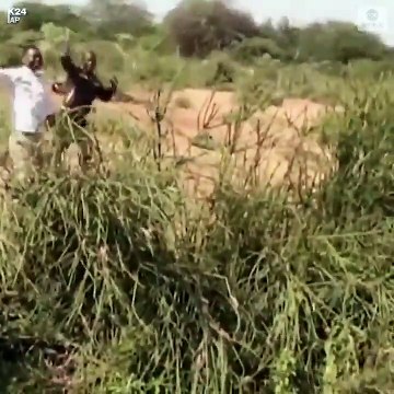 La bestial plaga de langostas ya 'engulló' a una docena de países de África y Asia