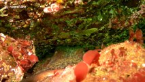 Giant Pacific octopus grabs scuba diver's camera during close encounter
