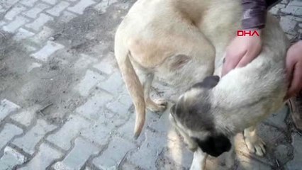 Osmaniye tedavisi yapılan yaralı köpeği özel harekatçılar sahiplendi
